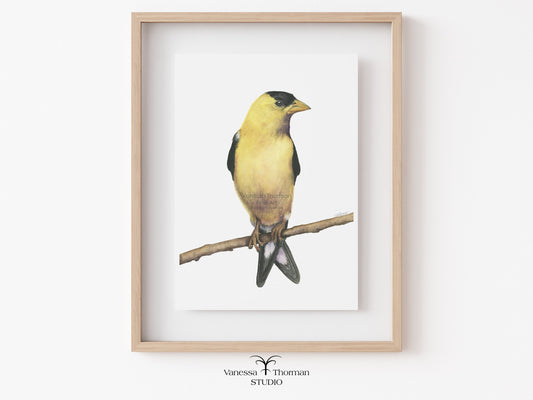 American Goldfinch| Goldfinch Watercolor Art Print | Bird Art Giclée