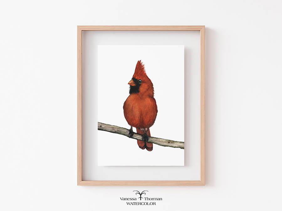 Male Cardinal Watercolor Art Print — Percy, Northern Cardinal