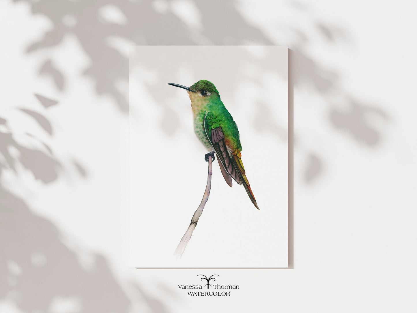 Red-Tailed Comet II | Hummingbird Watercolor Art Print | Bird Art Giclée