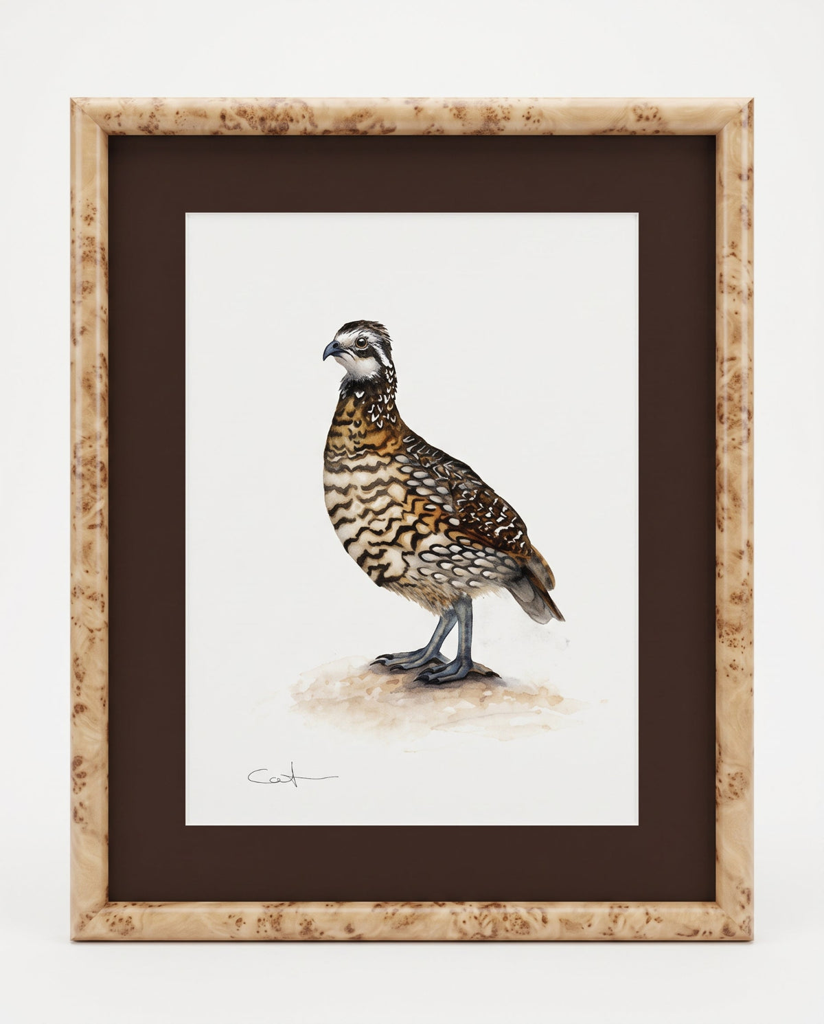 MR. BINGLEY | Northern Bobwhite Quail Art | Original Watercolor Painting