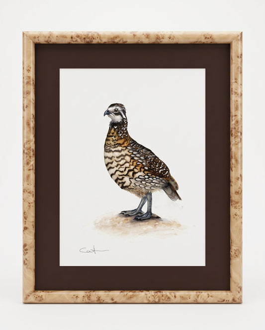 MR. BINGLEY | Northern Bobwhite Quail Art | Original Watercolor Painting