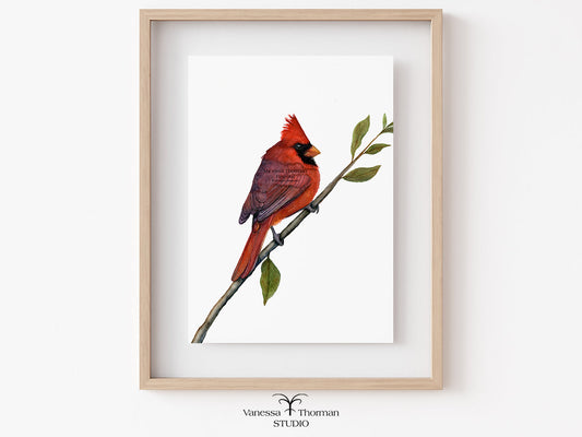 Framed Northern Cardinal watercolor art print by Vanessa Thorman