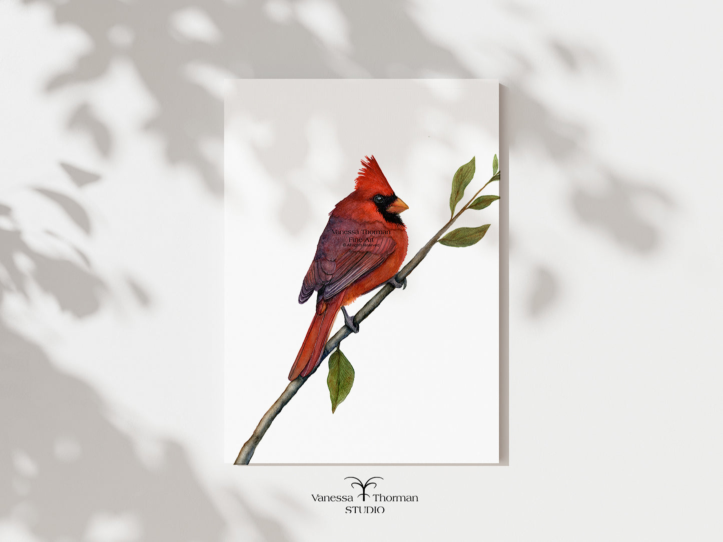 Northern Cardinal watercolor art print by Vanessa Thorman, unframed