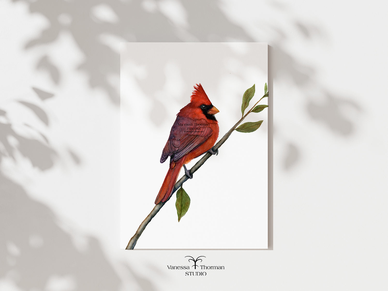 Northern Cardinal watercolor art print by Vanessa Thorman, unframed