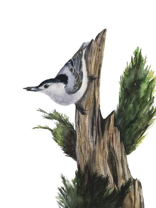 White-Breasted Nuthatch – Watercolor Fine Art Print