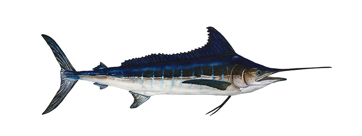 A watercolor painting of an Atlantic Blue Marlin with a white background