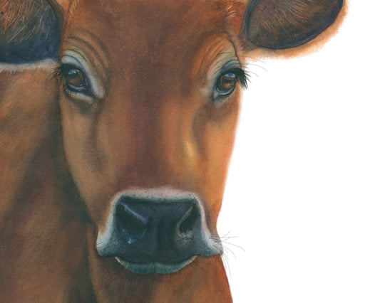 "Owen" Jersey Cow watercolor art print by Vanessa Thorman, detailed view