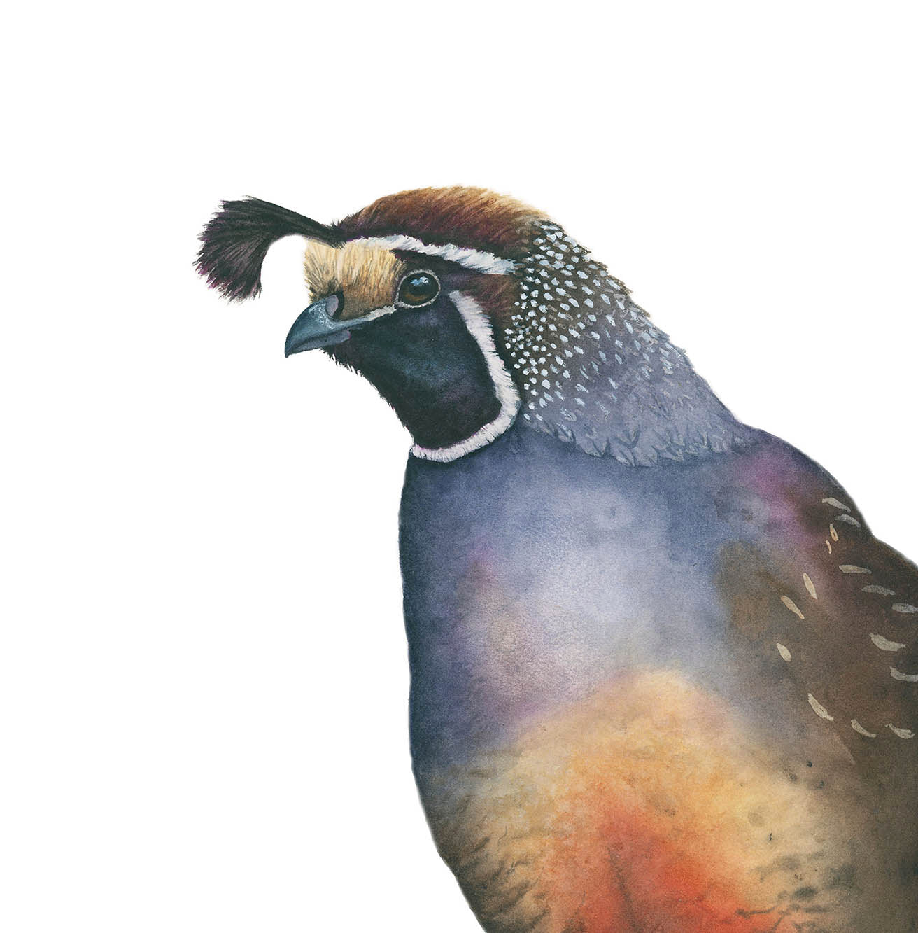 California Quail with a white background