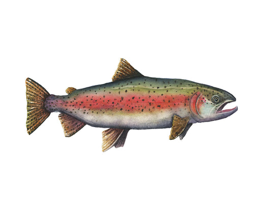 Rainbow Trout watercolor art print by Vanessa Thorman on a white background