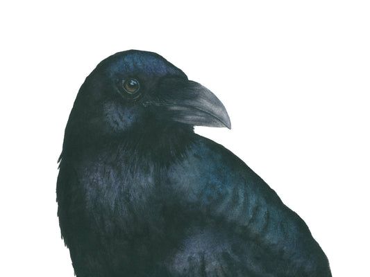 Raven watercolor art print by Vanessa Thorman, detailed view