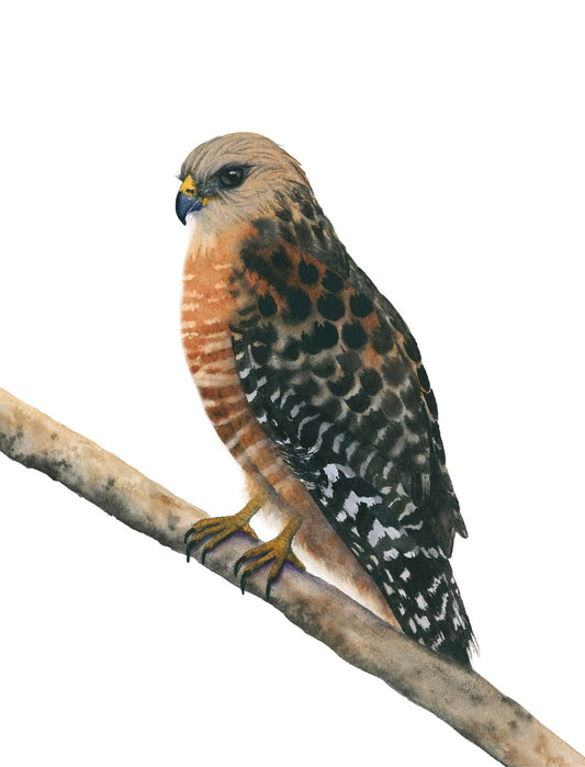 Red-Shouldered Hawk watercolor art print by Vanessa Thorman, detailed view