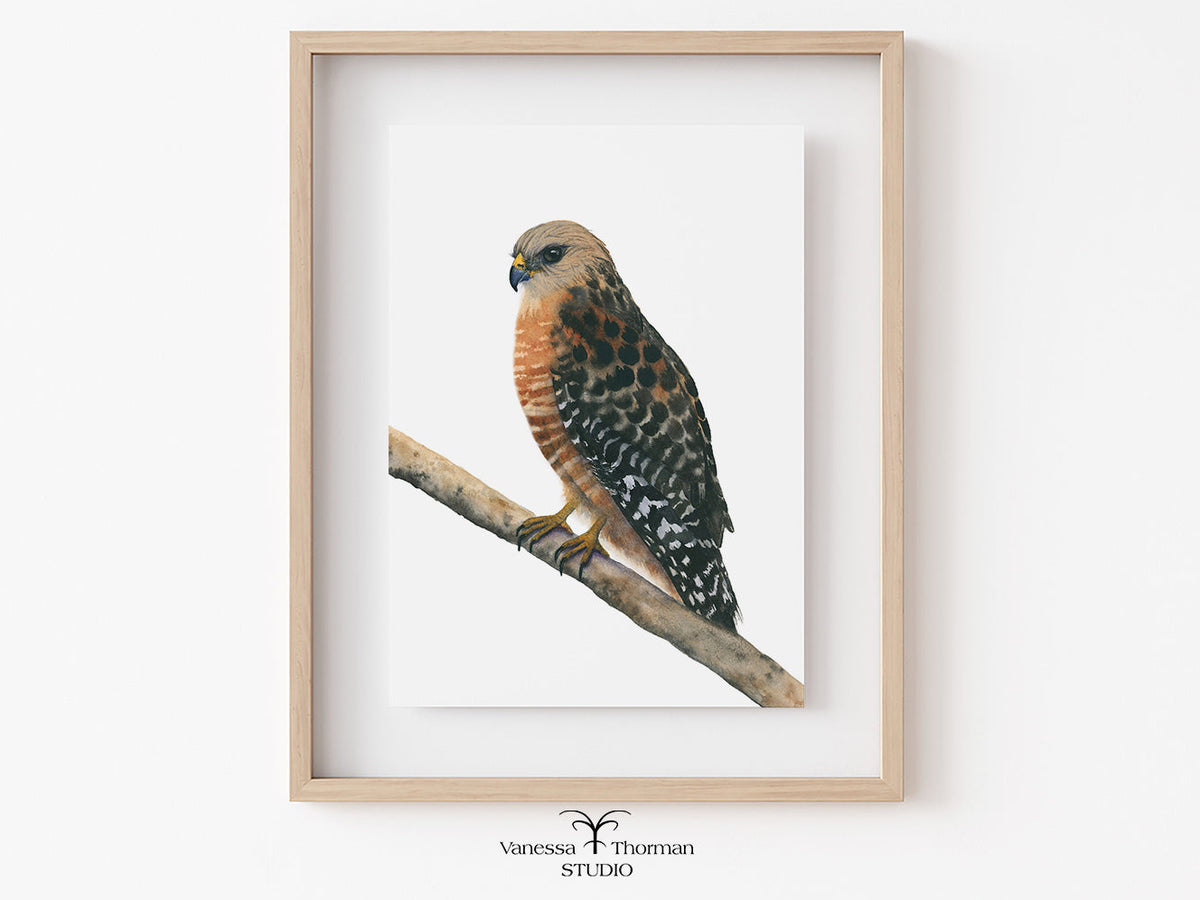 Framed Red-Shouldered Hawk watercolor art print by Vanessa Thorman