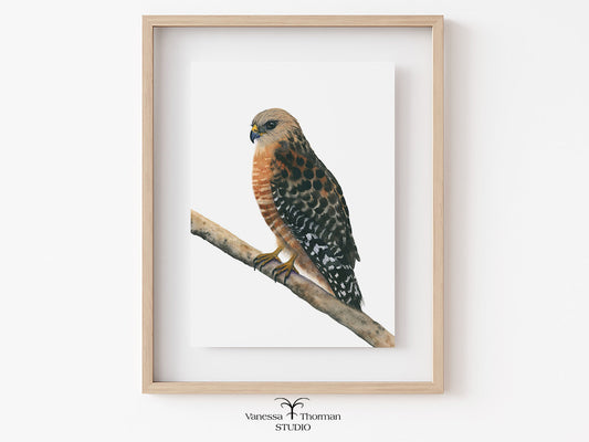 Framed Red-Shouldered Hawk watercolor art print by Vanessa Thorman