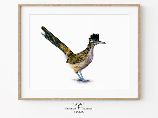 Framed Roadrunner watercolor art print with a white background by Vanessa Thorman