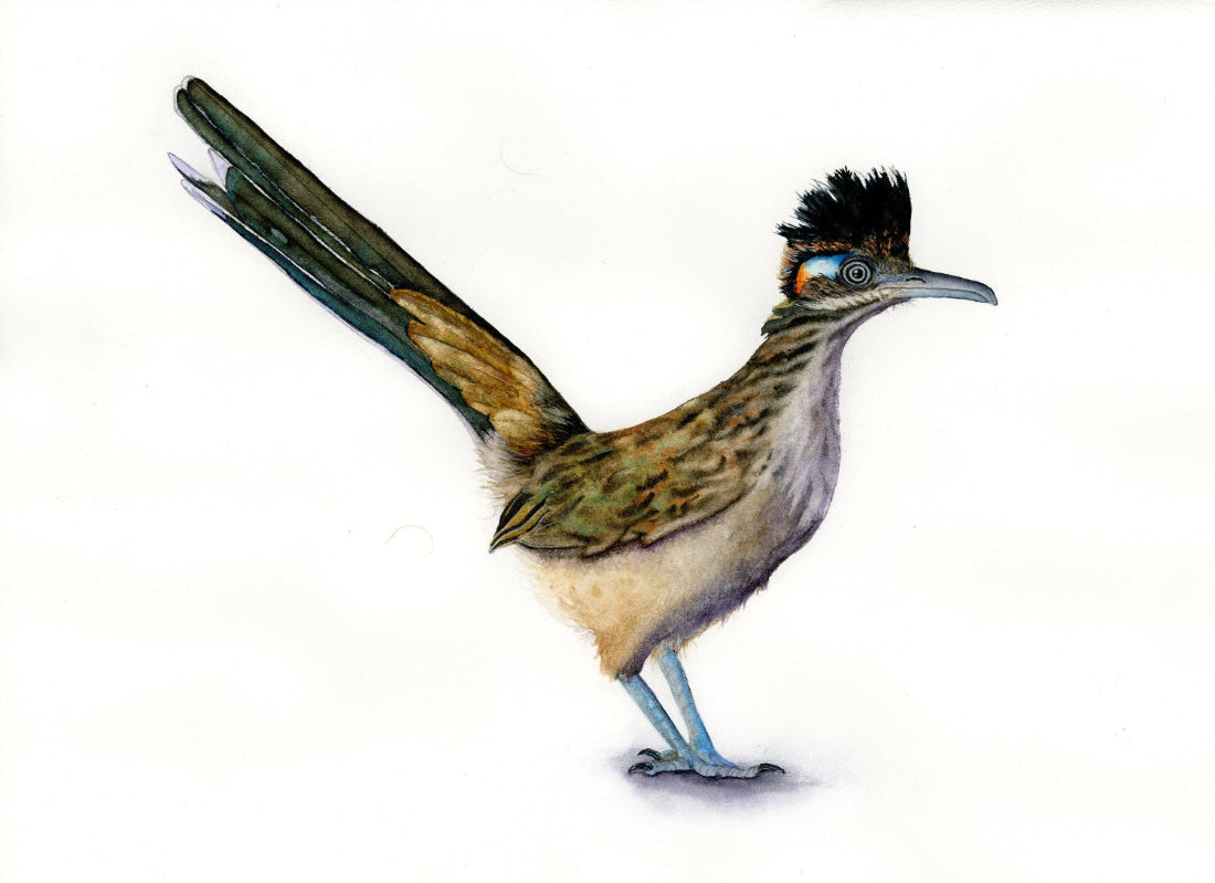 Roadrunner watercolor art print with a white background
