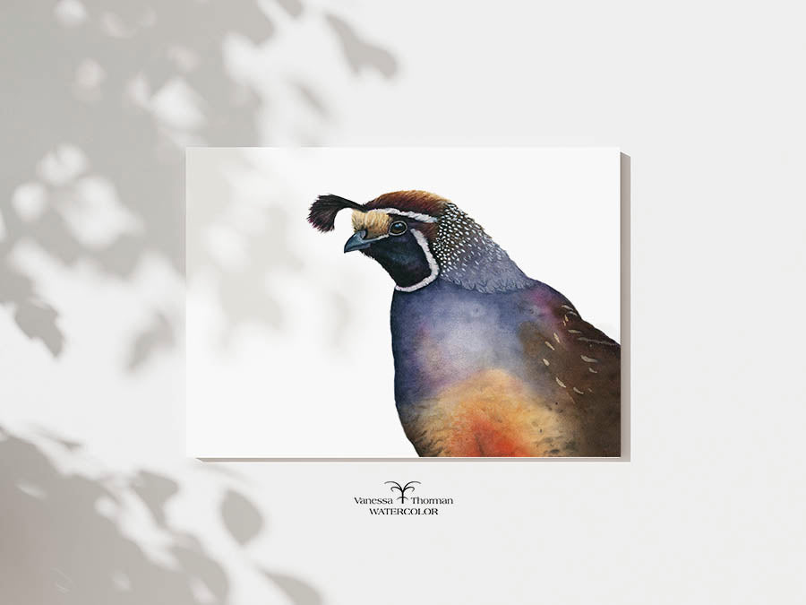 California Quail Limited Edition Watercolor Art Print — Romeo, California State Bird Art