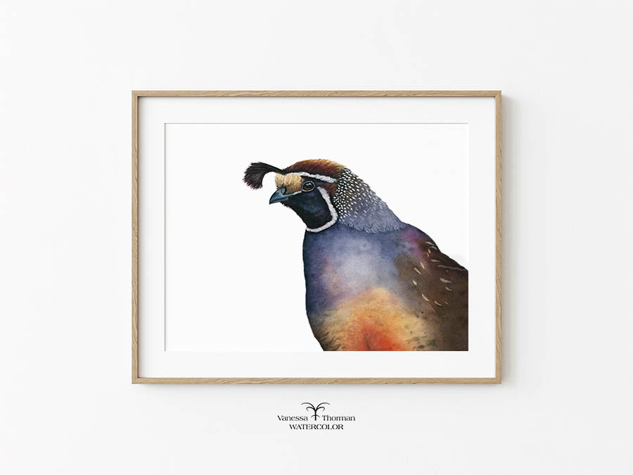 California Quail Limited Edition Watercolor Art Print — Romeo, California State Bird Art