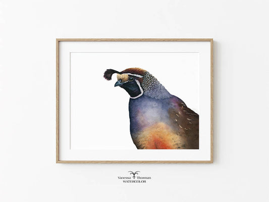 California Quail Limited Edition Watercolor Art Print — Romeo, California State Bird Art