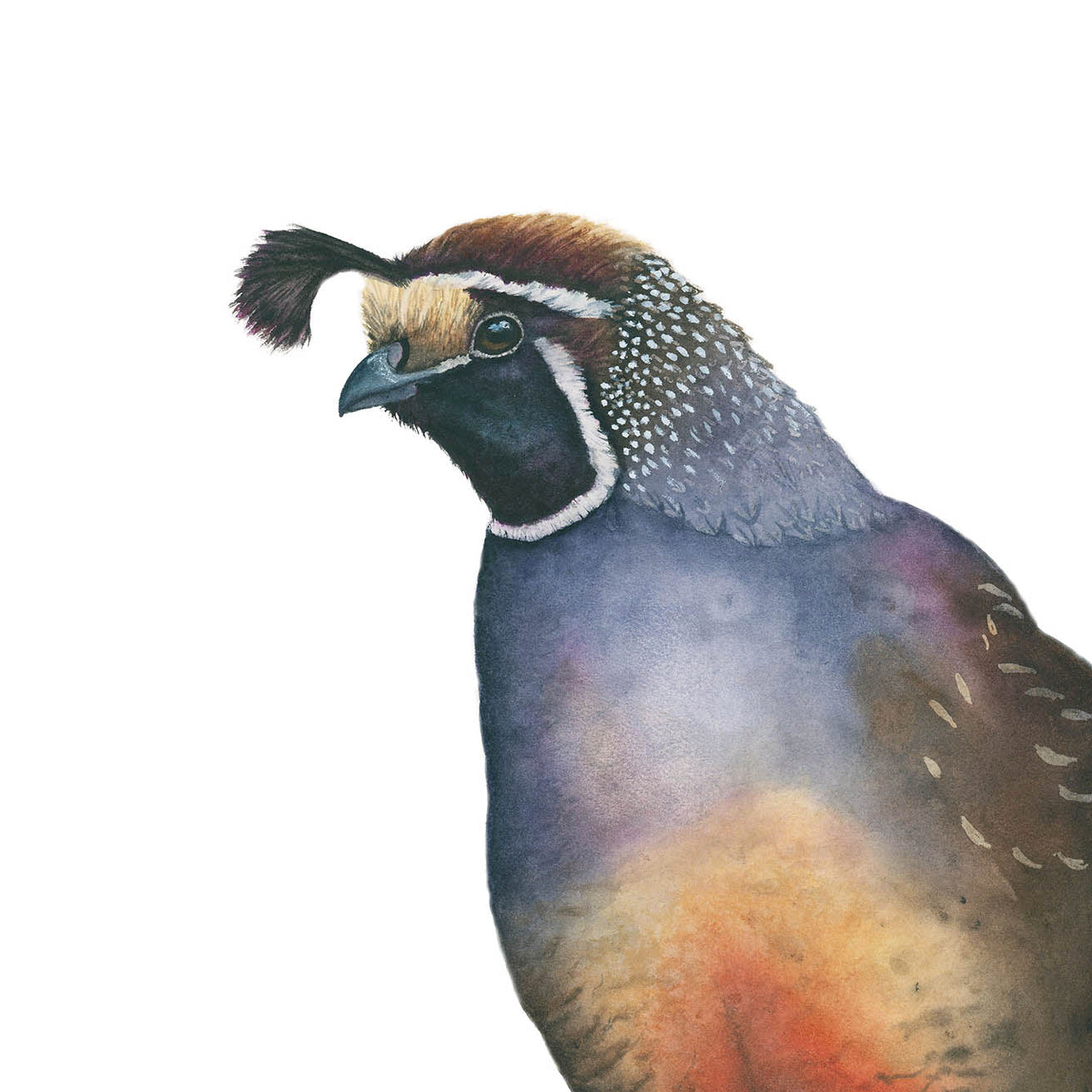 Romeo the California Quail acrylic block desk art, detailed view 