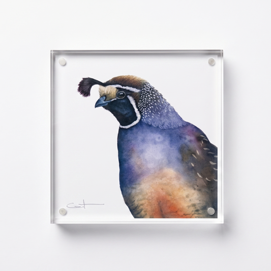 Romeo the California Quail acrylic block desk art, front view