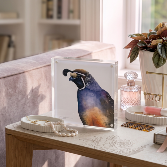 Romeo the California Quail acrylic block desk art Standing upright on a table 