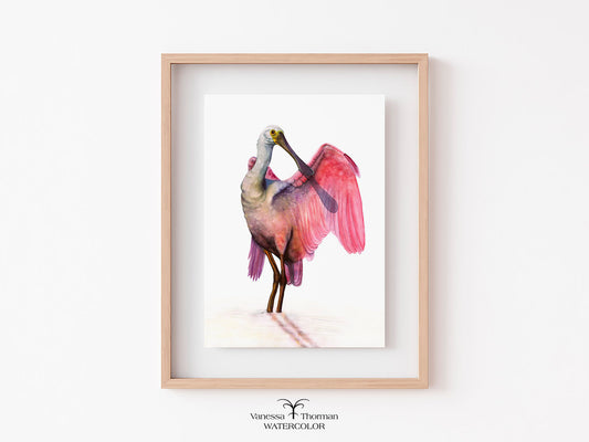 Framed "Pretty in Pink" Roseate Spoonbill watercolor art print by Vanessa Thorman