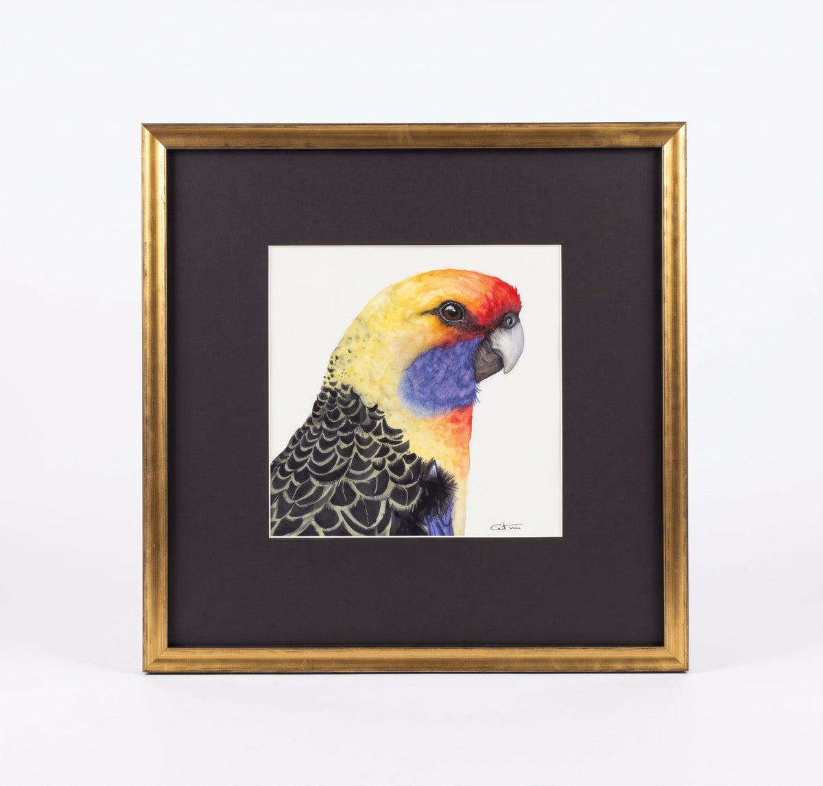 RAFAEL | Parrot Portrait | Exotic Bird Original Watercolor Painting