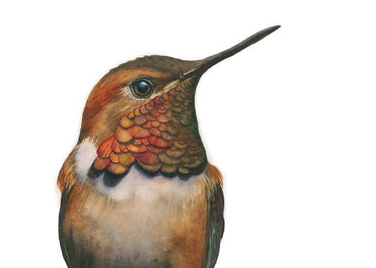 "Rufous Hummingbird Portrait" watercolor art print by Vanessa Thorman, detailed view