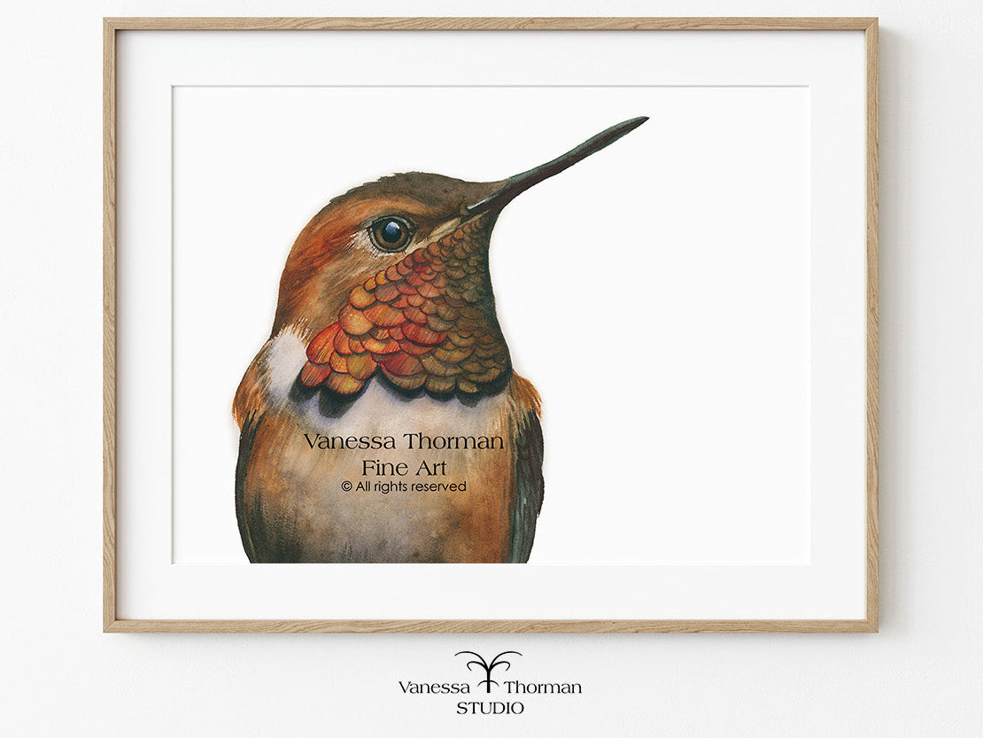 Framed "Rufous Hummingbird Portrait" watercolor art print by Vanessa Thorman