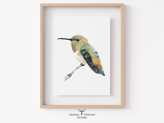 Framed Rufous Hummingbird watercolor art print on a plain background by Vanessa Thorman