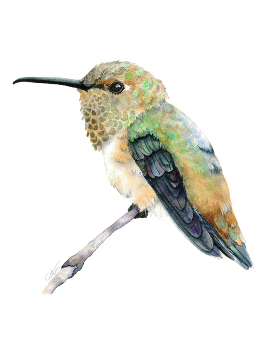 Rufous Hummingbird watercolor art print by Vanessa Thorman