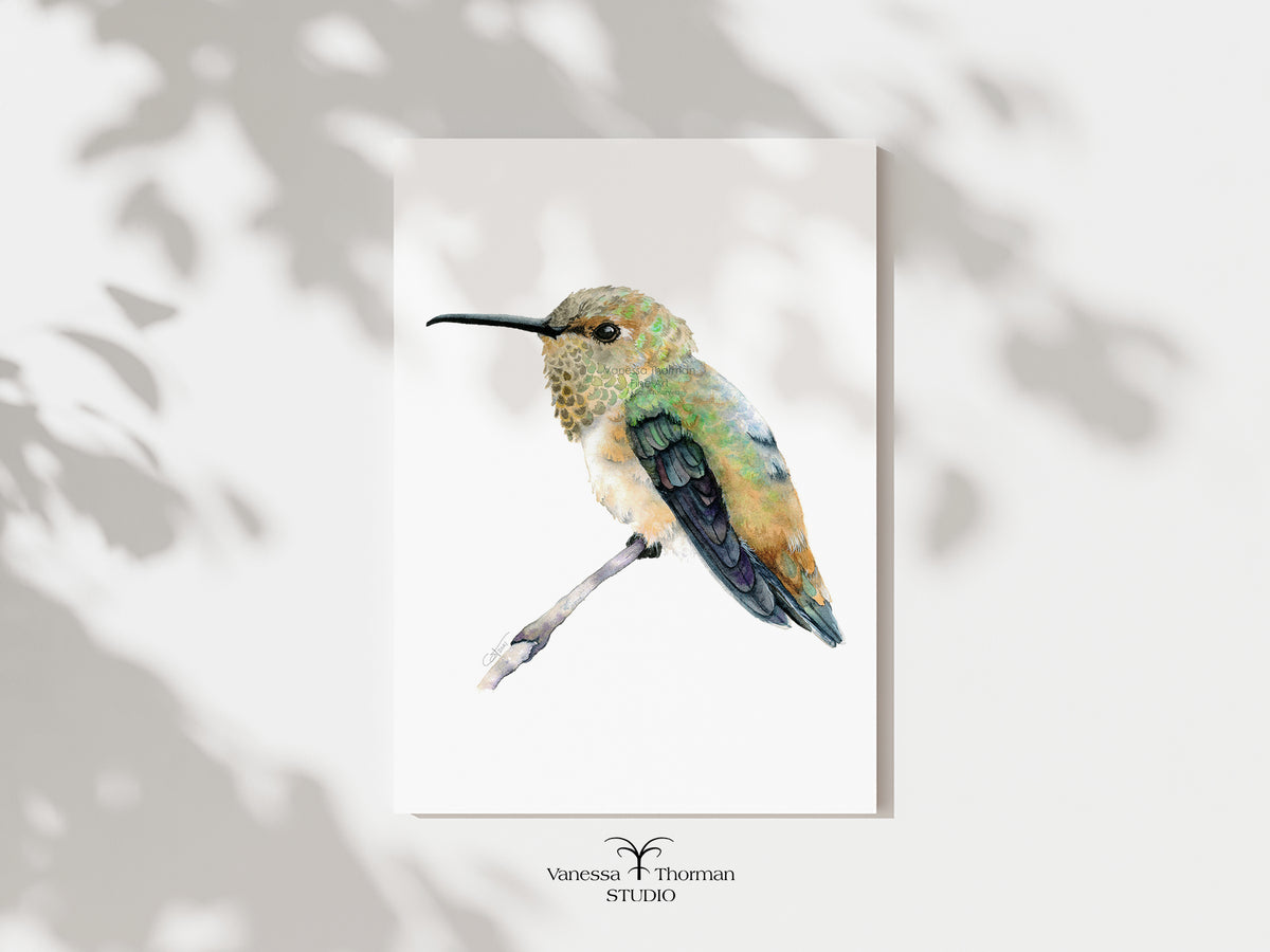 Rufous Hummingbird watercolor art print by Vanessa Thorman, unframed