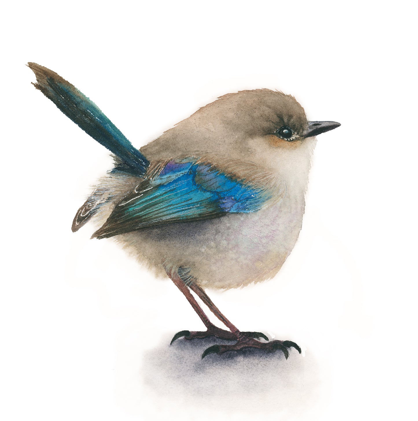 Detailed view of Puff the Superb Fairywren acrylic block art print
