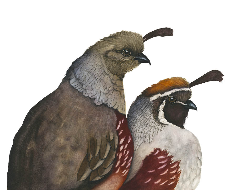 Original watercolor painting of two Gambel's quail birds on a plain white background