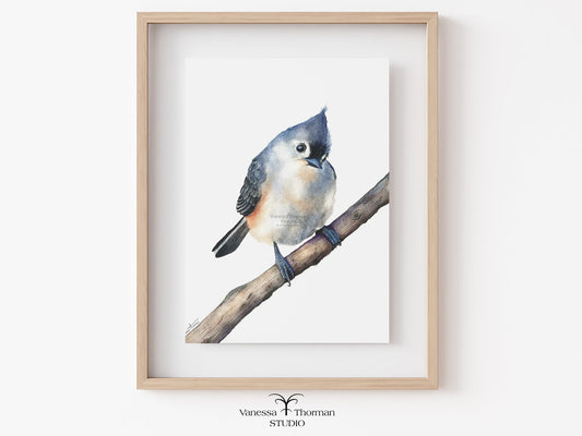 Framed Tufted Titmouse watercolor art print by Vanessa Thorman