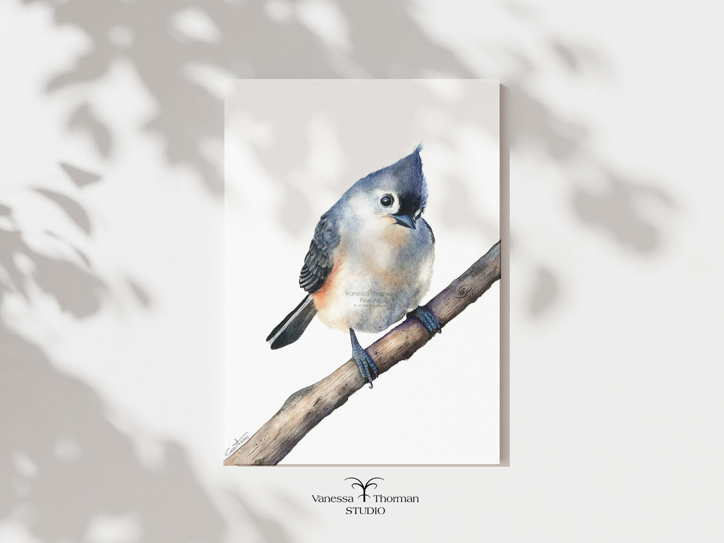 Tufted Titmouse watercolor art print by Vanessa Thorman, unframed