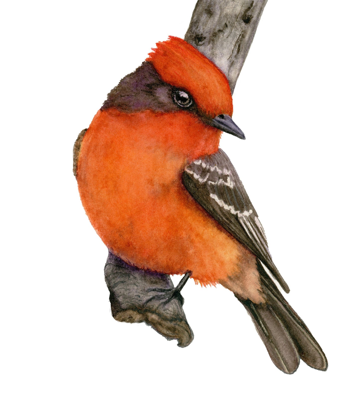 Watercolor painting of a Vermillion Flycatcher perched on a branch against a plain white background.