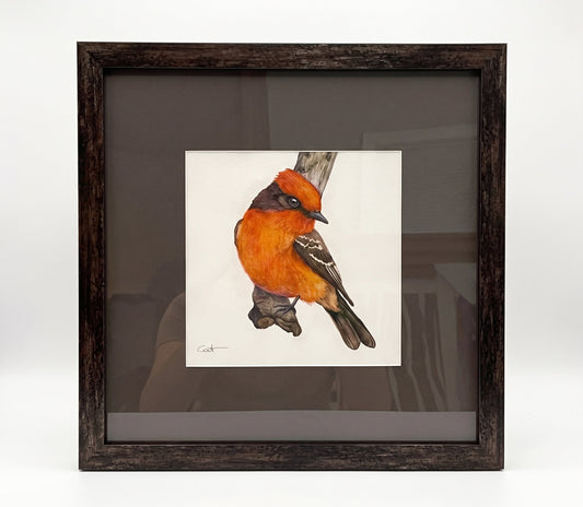 VALENTINO | Vermillion Flycatcher Original Watercolor Painting