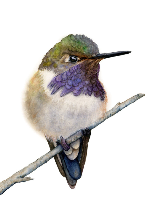 Volcano Hummingbird watercolor art print by Vanessa Thorman, detailed view