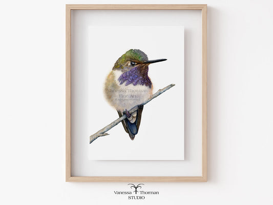 Framed Volcano Hummingbird watercolor art print by Vanessa Thorman