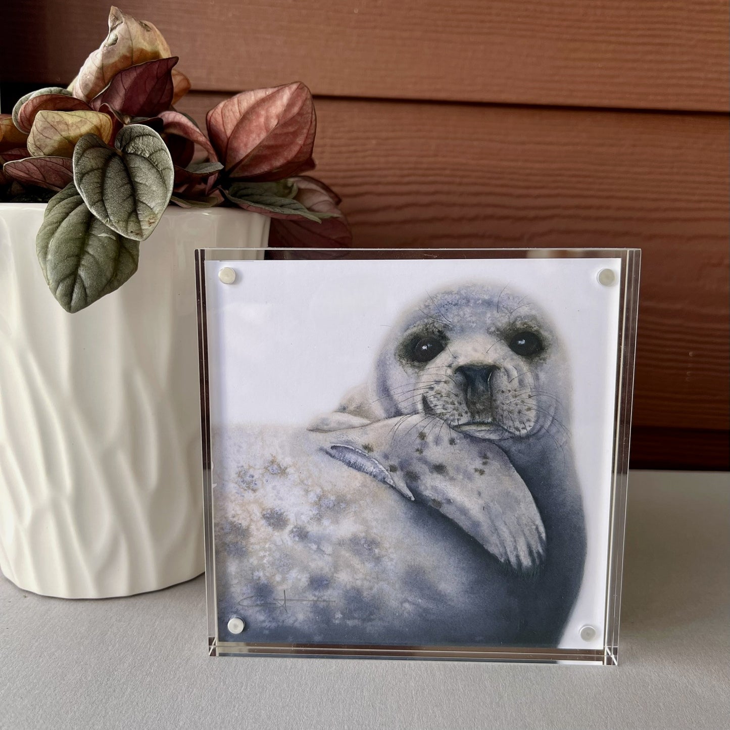 Albus the Grey Seal acrylic block art print, alternate view