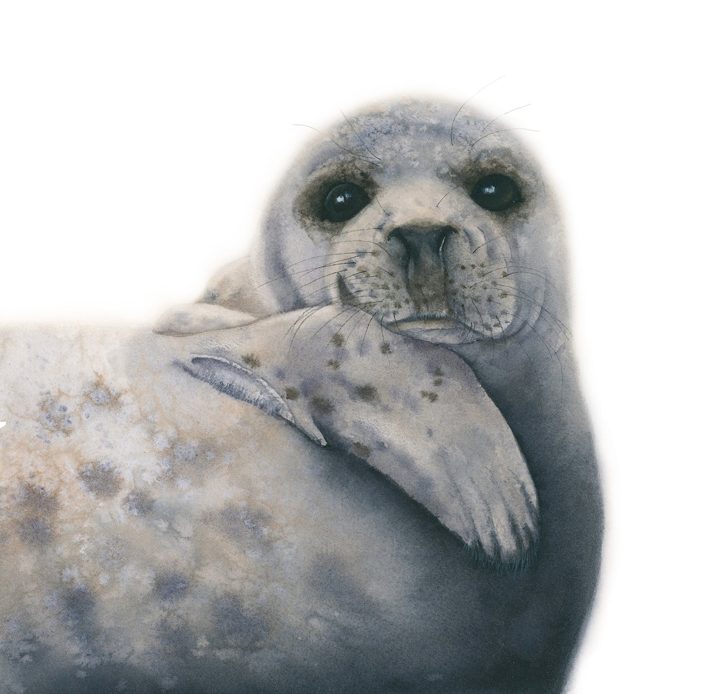 Albus the Grey Seal acrylic block art print, detailed view