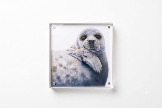 Albus the Grey Seal acrylic block art print, front view