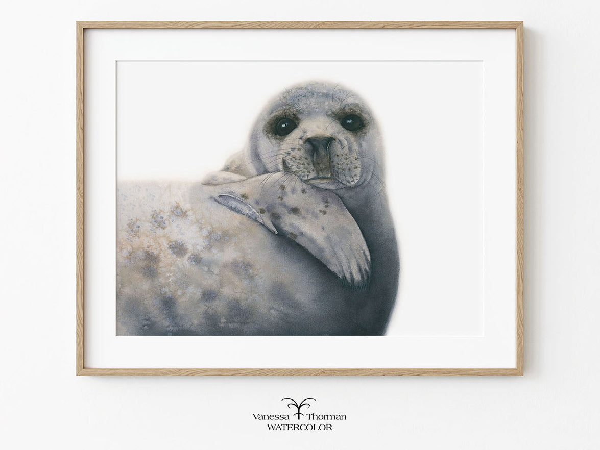 Framed "Albus" Grey Seal watercolor art print on a white background