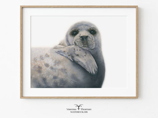 Framed "Albus" Grey Seal watercolor art print on a white background