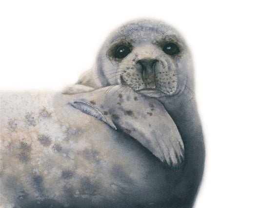 "Albus" Grey Seal watercolor art print by Vanessa Thorman.