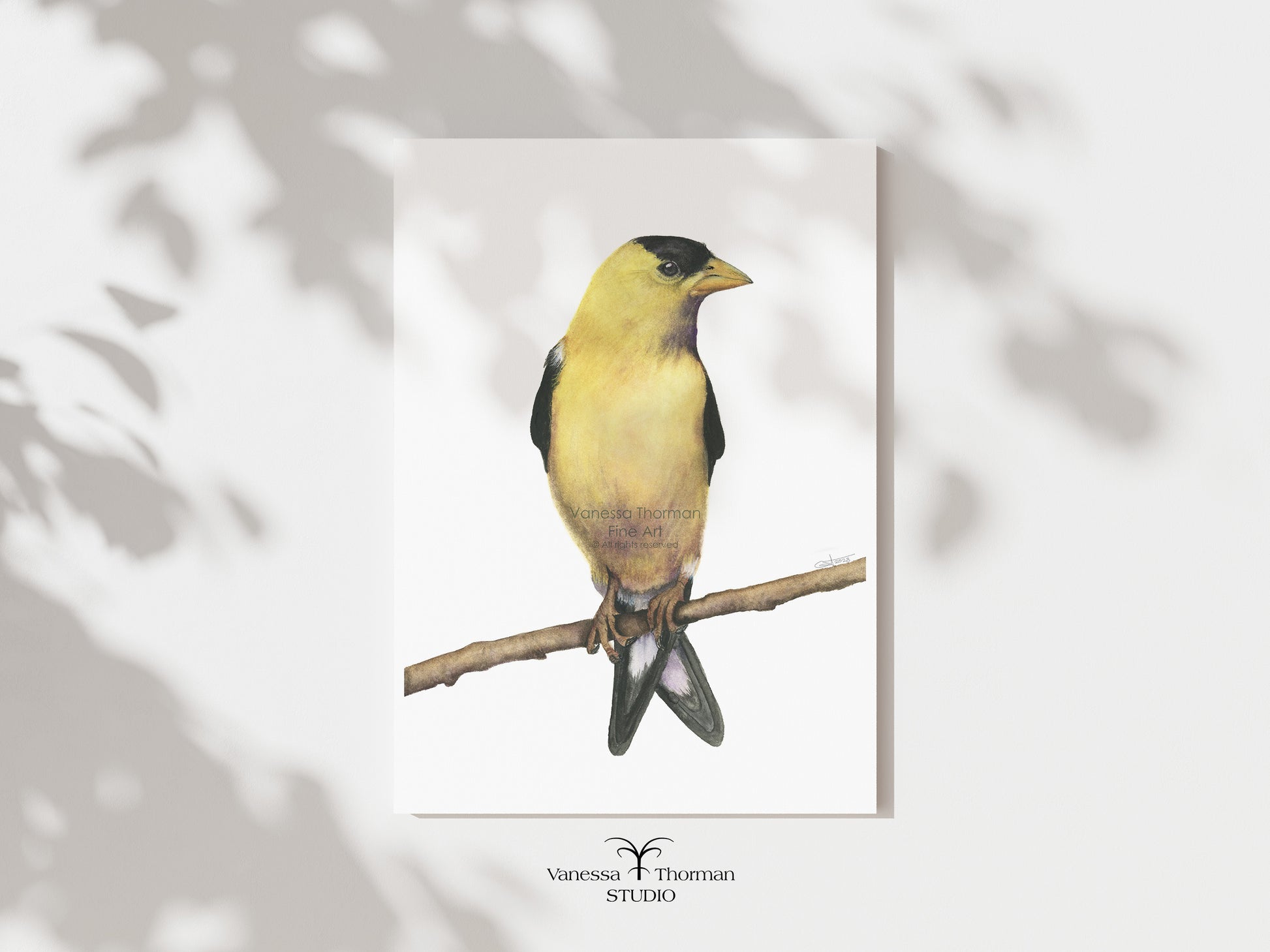 American Goldfinch watercolor art print by Vanessa Thorman, unframed print