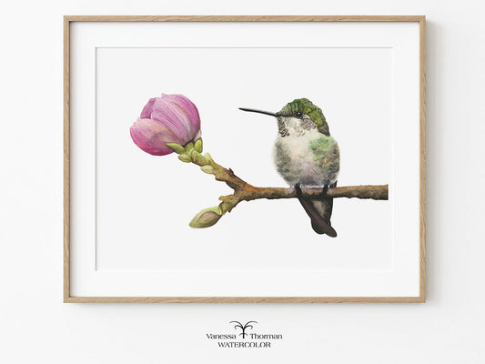 Framed "Hummingbird in Bloom" Anna's Hummingbird watercolor art print by Vanessa Thorman