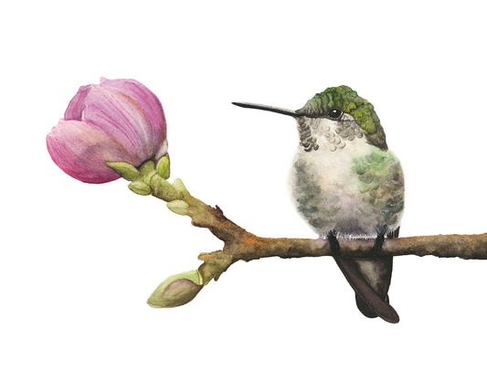 "Hummingbird in Bloom" Anna's Hummingbird watercolor art print by Vanessa Thorman