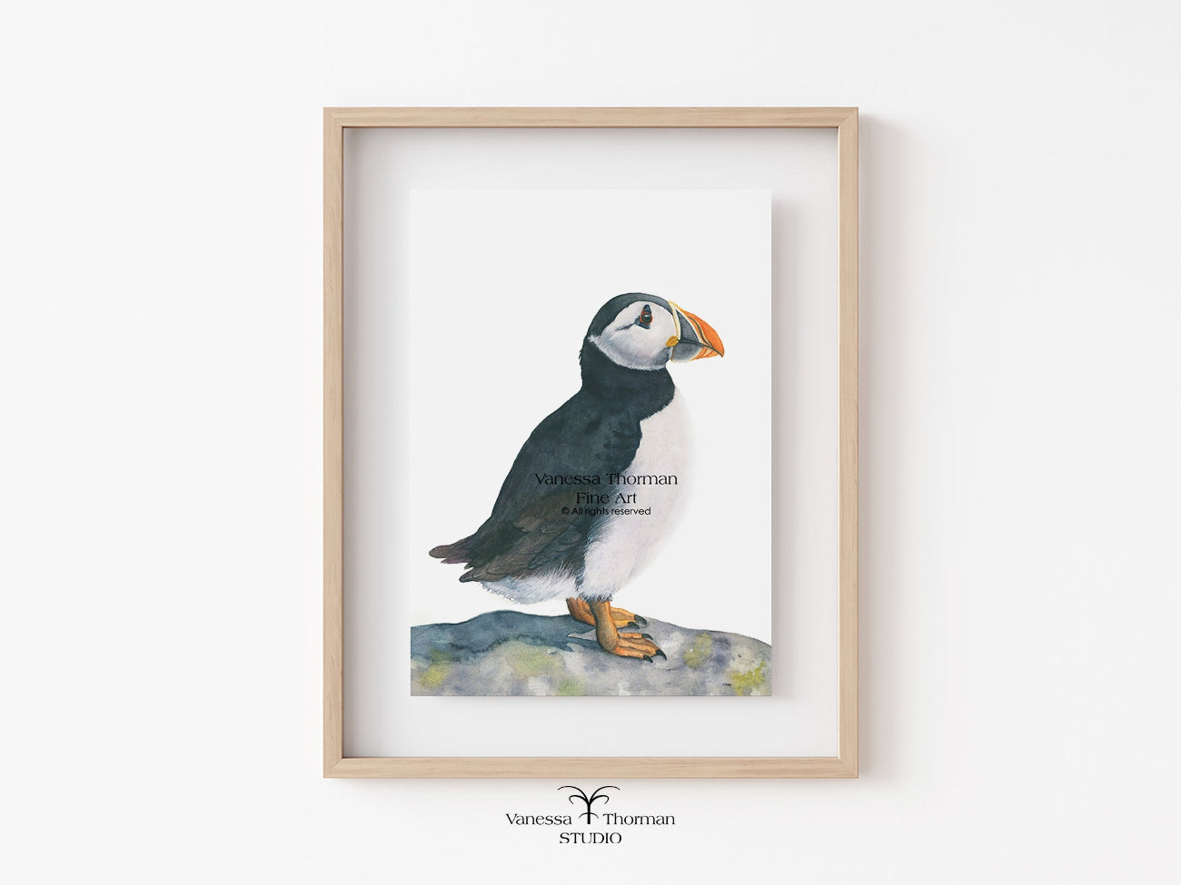 Framed atlantic puffin watercolor art print on a plain background by Vanessa Thorman